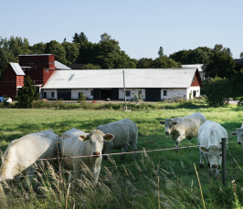 Lehmiä laiduntamassa kesällä, taustalla navetta.