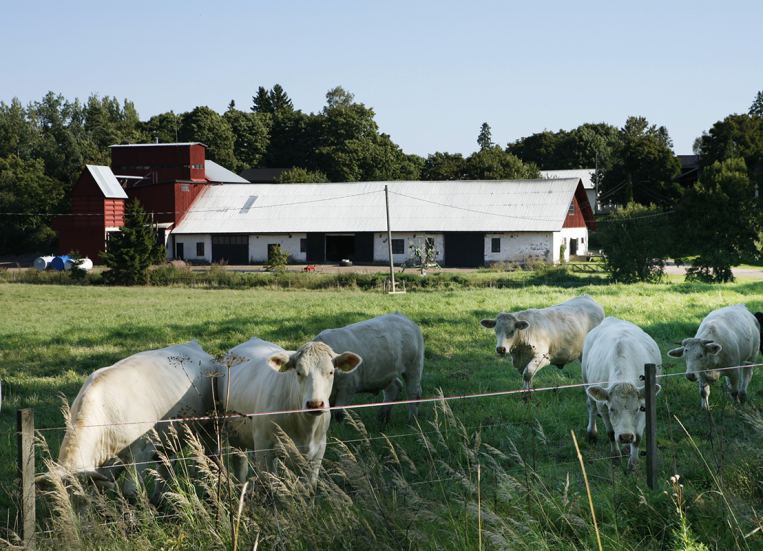 Lehmiä laiduntamassa kesällä, taustalla navetta.