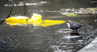 Kuvassa on koskikara lintu jään reunalla sekä vieressä on joessa oksaan kiinni juuttunut muovipussi.