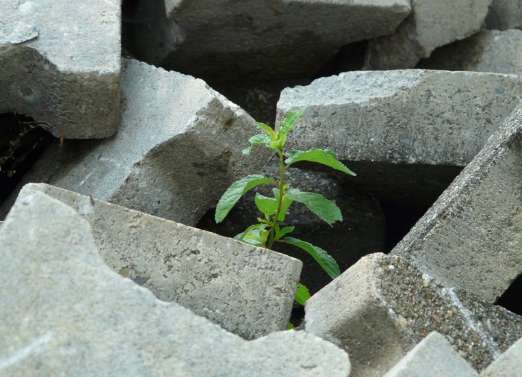 Betonilohkareiden keskeltä nousee vihreä kasvi.